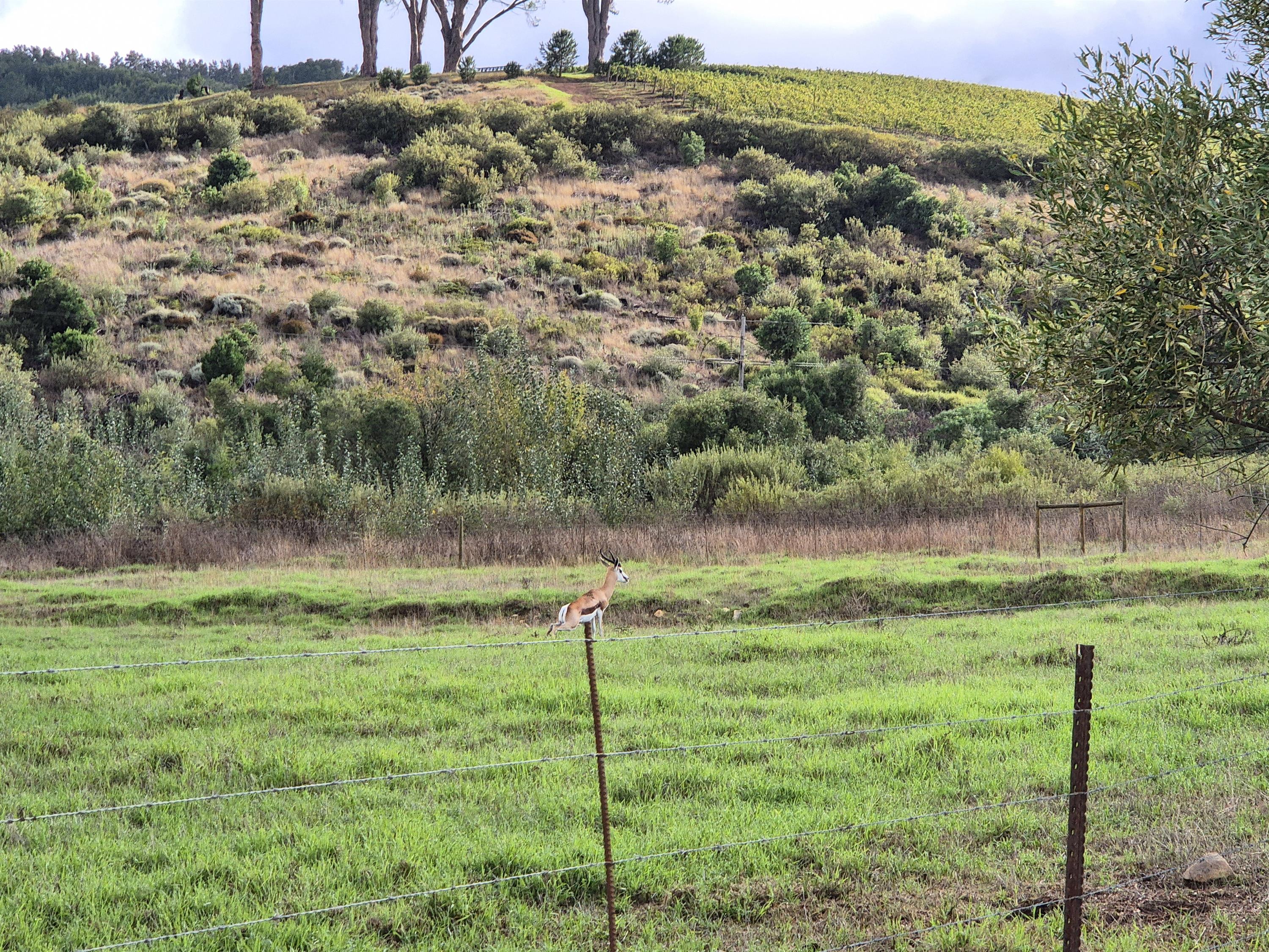 Image of a springbok near Rustenberg